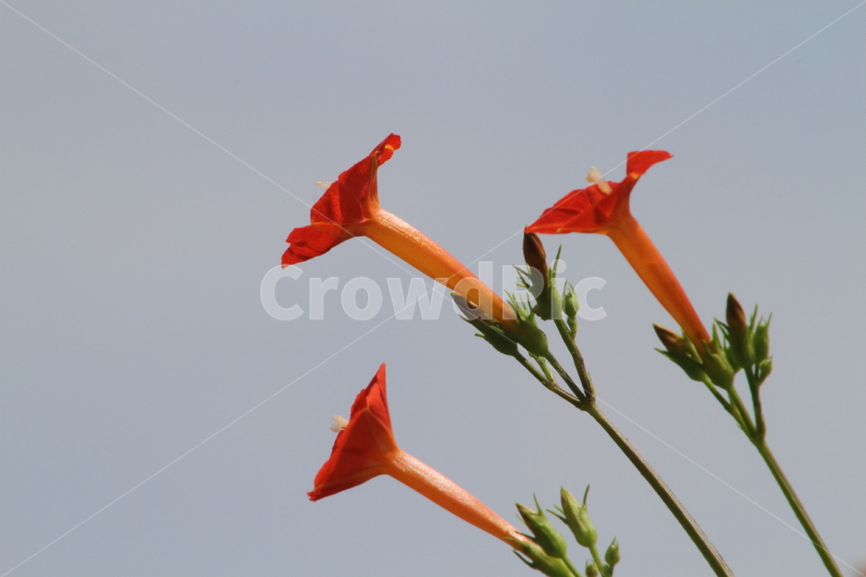 둥근잎유홍초,능조라,꽃,식물,smallredmorningglory,유홍초,식물,자연,plants,nature,꽃,flower