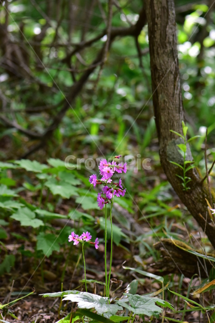 큰앵초,야생화,생태,식물,꽃,자연,힐링,플라워,wildflower,flower,plants,nature,season,감성,느낌,emotion,feeling,초본
