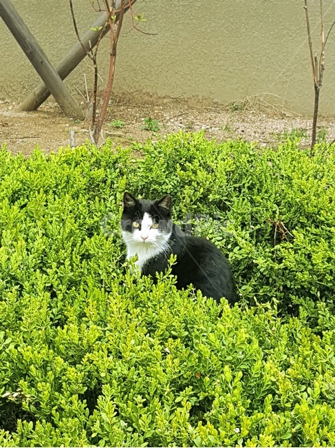 stray cat,bush,cat,animal,Tuxedo cat