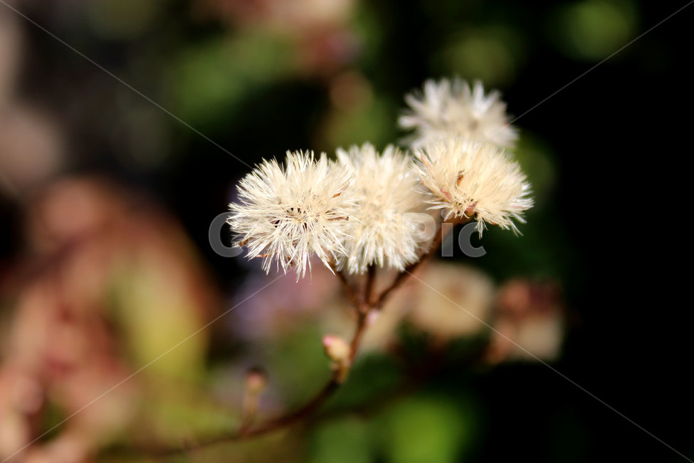 plant,식물,자연,nature,꽃,식물,자연,plants,nature