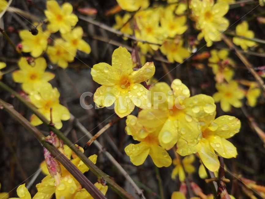 영춘화,중국원산,노란꽃,개나리,봄,봄꽃,blossom,plant,식물,flower,꽃,관상용,개나리꽃