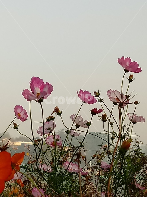 식물,자연,plant,nature,flower,코스모스,하늘,식물,자연,plants,nature,꽃,flower