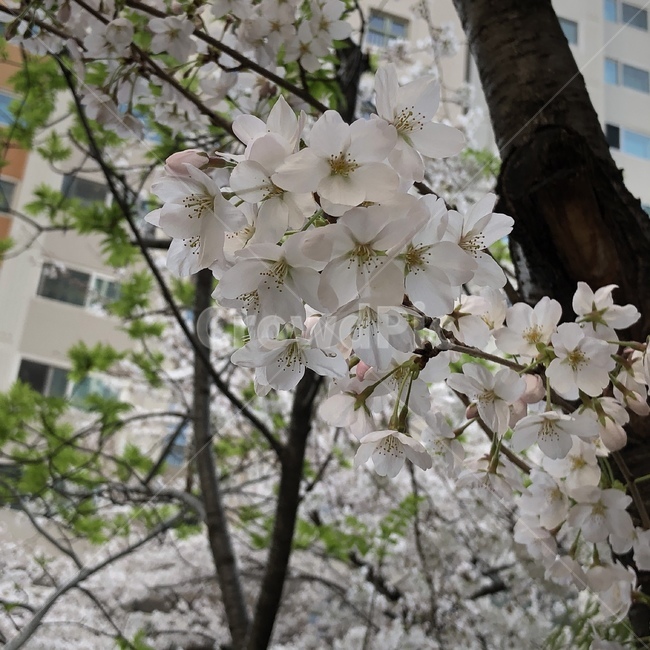 plant,식물,꽃,flower,벚꽃,blossom,봄,spring