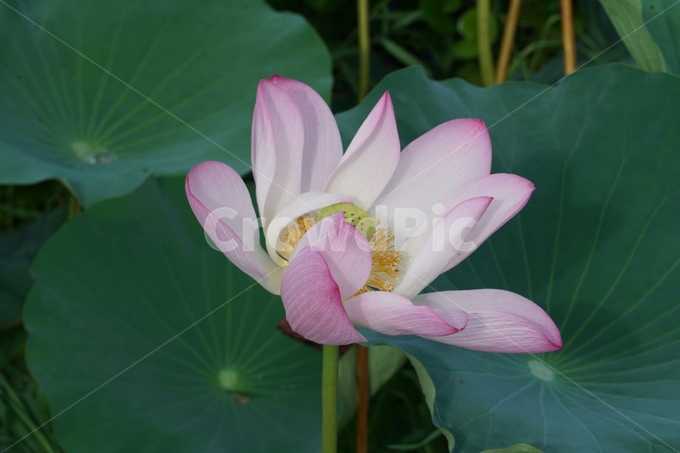 연꽃,연,lotus,수련,plant,식물,blossom,flower,꽃,식물,자연,plants,nature,꽃,flower