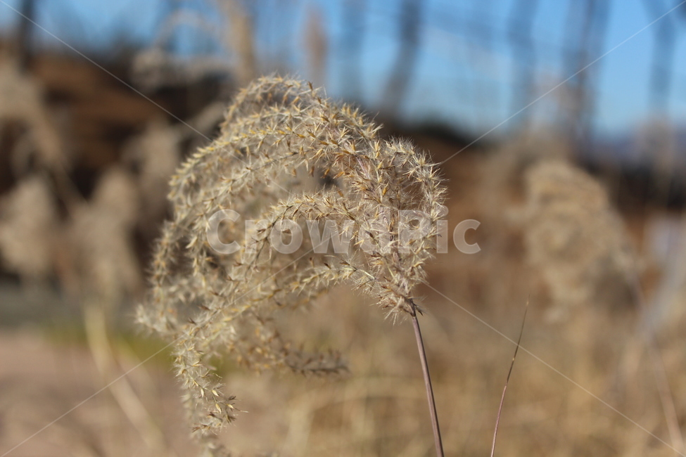 plant,식물,reed,갈대,grass