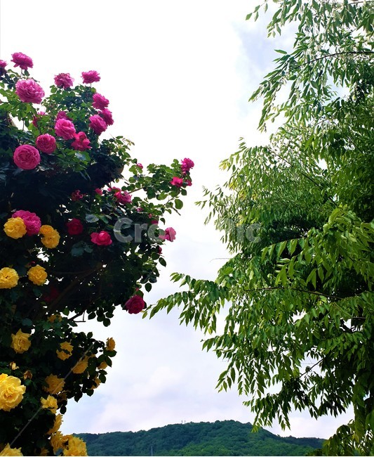 꽃,장미,식물,정원,flower,rose,plant,garden,식물,자연,plants,nature,꽃,flower