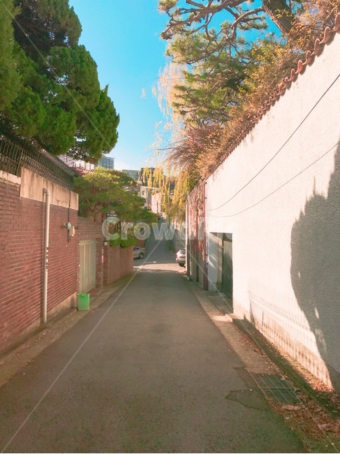 나무,벽,담장,풍경,봄,골목길,alley,outdoors,옥외,street,거리,building,건물,town,도시,road,도로,city,시티,urban,어반