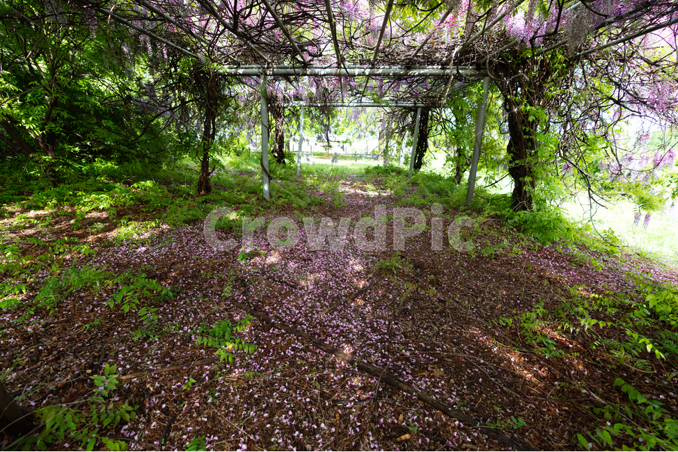 등나무꽃,등꽃,자연,wisteria,flower,하늘,구름,sky,식물,자연,plants,nature,휴식,힐링,rest,relaxation,healing