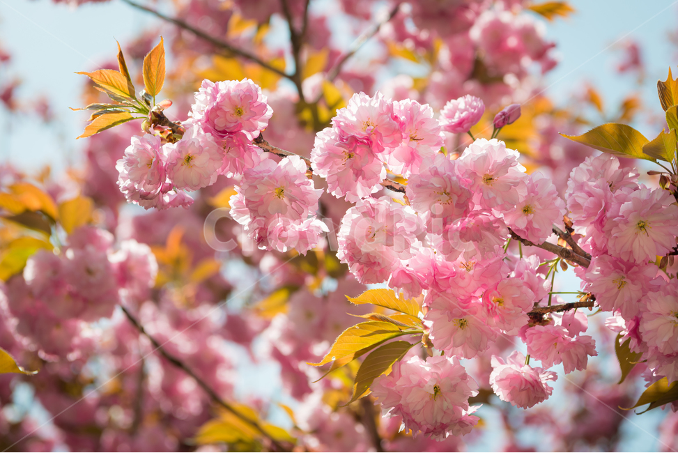 꽃,봄,계절,자연,식물,벚꽃,겹벚꽃,핑크,분홍색,풍경,빛,spring,season,plants,nature,flower,감성,sensible,feeling