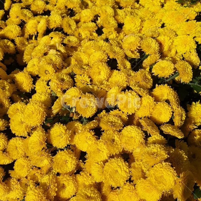 flower,꽃,노란색,plant,자연