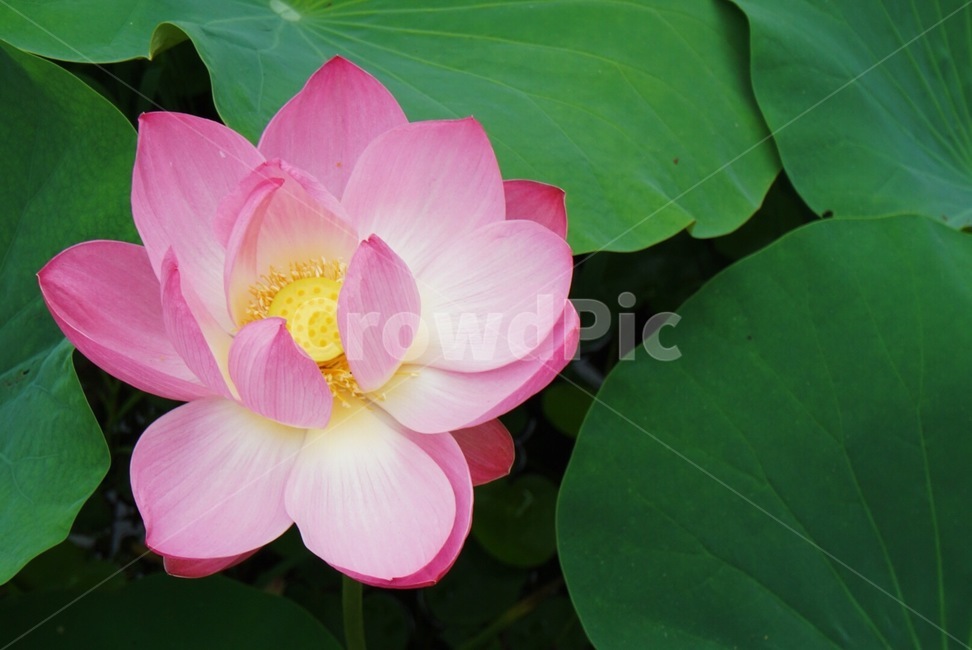 연꽃,수련,연꽃접사,alotusflower,flower,홍련
