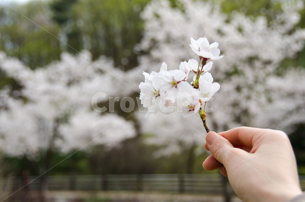 봄,손,벚꽃,꽃,자연,휴식,신선한,꽃잎,배경,아름다운,아름다움,개화,야외,계절,나무,그리움,봄,계절,spring,season,꽃,flower,plant,식물