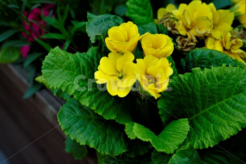 봄,bloom,꽃,식물,자연,화사함,꽃향기,colorful,floral,flower,gardenflowers,happymind,life,nature,plant,spring,식물,자연,plants,nature,꽃,flower