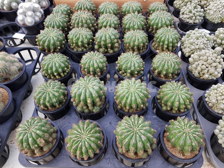 선인장,식물,plant,가시,정원