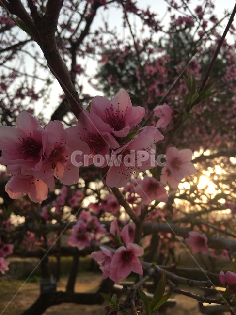 복숭아꽃,꽃,낙안읍성,분홍꽃,복숭아,식물,자연,plants,nature,꽃,flower