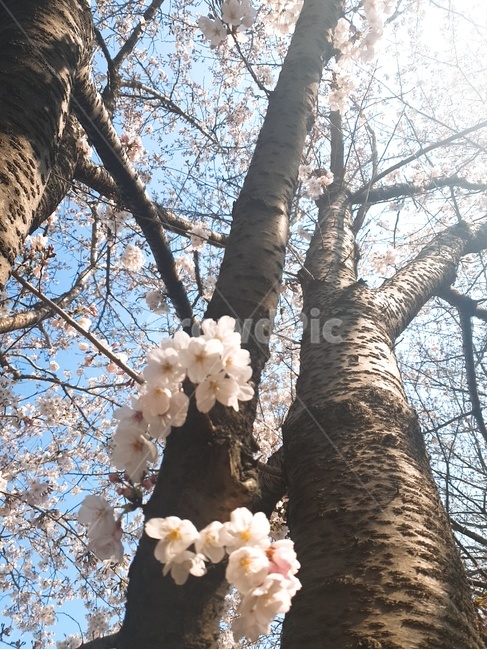 벚꽃,꽃,봄,나무,식물