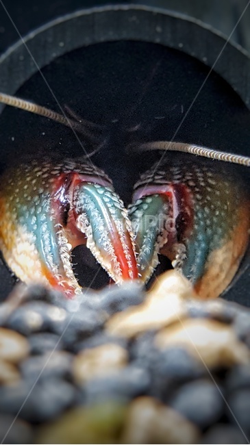 가재,페인티드데빌,painteddevil,cambarusludovicianus,집게발
