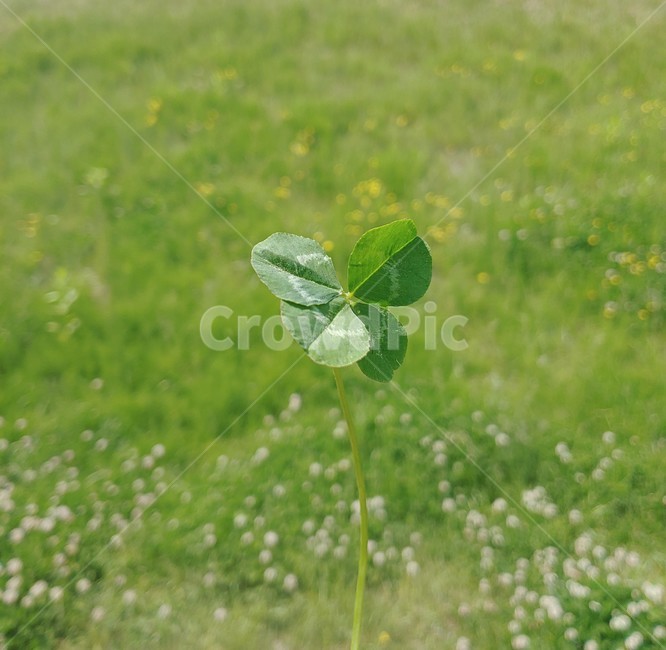 네잎클로버,행운,클로버,clover,fourleafclover,봄,토끼풀,풀,풀밭,풀잎,식물,자연,nature,초록색,청량한,season,grass,green,plants,spring,luck