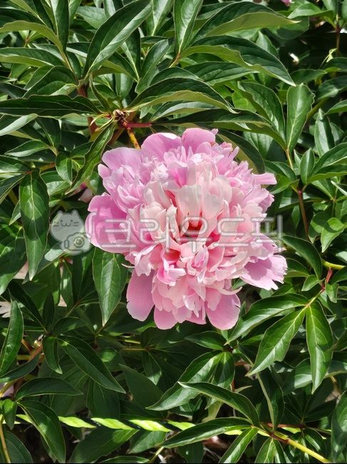 꽃,봄꽃,작약,작약태백,겹작약,태백작약