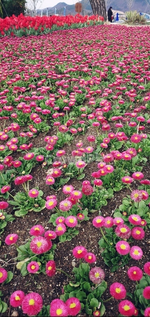 plant,식물,flower,꽃,blossom