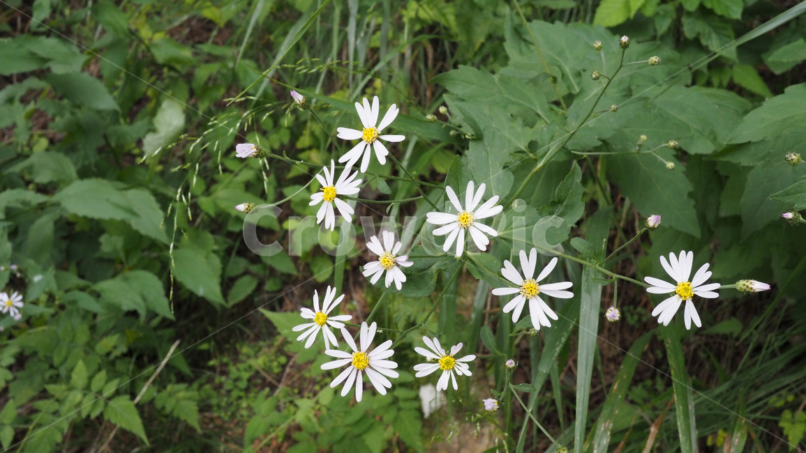 야생화,꽃,color,wildflower,flower