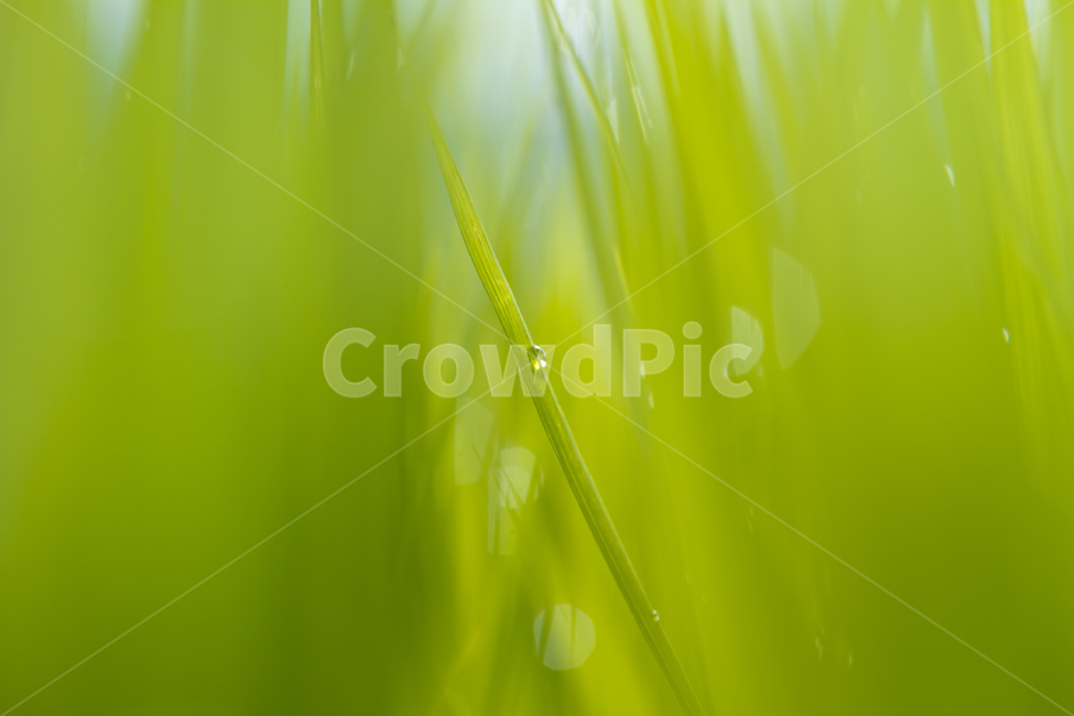 plant,식물,grass,green,녹색,이슬,식물,자연,plants,nature