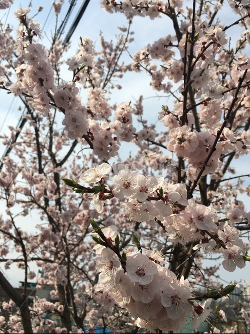 꽃,flower,blossom,식물,plant,봄,계절,spring,season