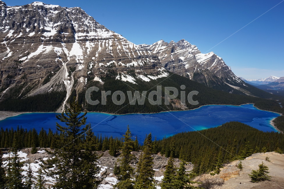 페이토호수,호수,캐나다,설산,canada,알버타주,자연,풍경,nature,landscape,해외,외국,세계,foreign,oversea,world,세계자연풍경,해외자연풍경,외국자연풍경,world nature landscape,tree,나무,plant,식물,abies,아비,fir,전나무