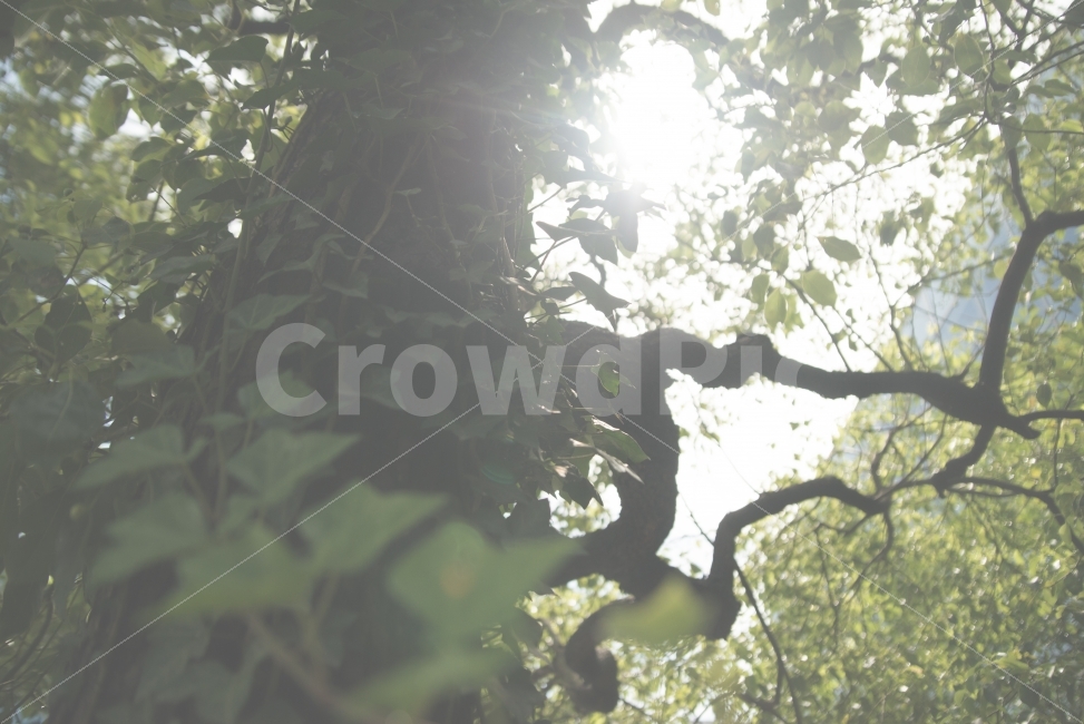 여행,일본,휴가,숲,자연,식물,자연,plants,nature,나무,trees,wood,휴식,힐링,rest,relaxation,healing