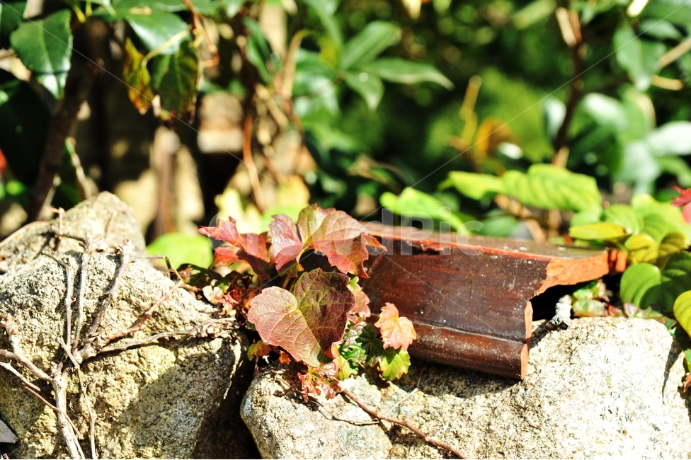 담쟁이,빨강,자연,fallenleaves,red,leaves,계절,season,담쟁이넝쿨,담쟁이덩굴,덩굴식물,가을,단풍,담벼락,식물,만추,autumn,fall,넌출성식물,아이비,ivy,돌담,암석,돌,시골,식물,자연,plants,nature