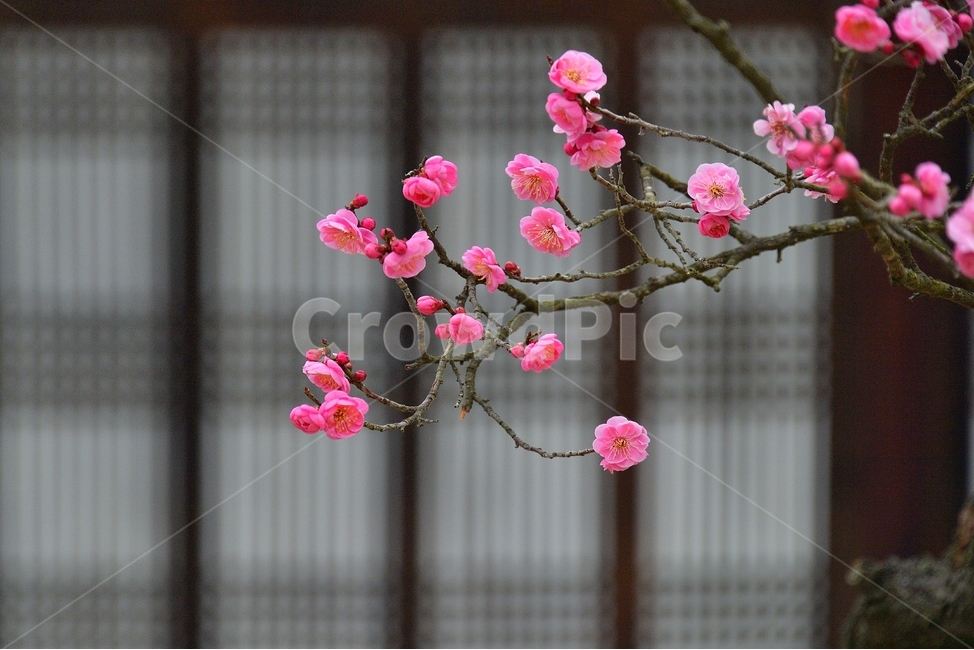 매화,매화꽃,봄꽃,봄,분홍,핑크,pink,식물,나무,spring,봄,계절,spring,season,식물,자연,plants,nature,꽃,flower,plant