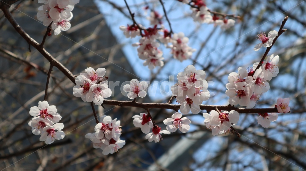 매화,매화꽃,봄,꽃,식물,plant,flower,spring,bloom,blossom,벚꽃,벚나무,벚꽃나무,매화나무