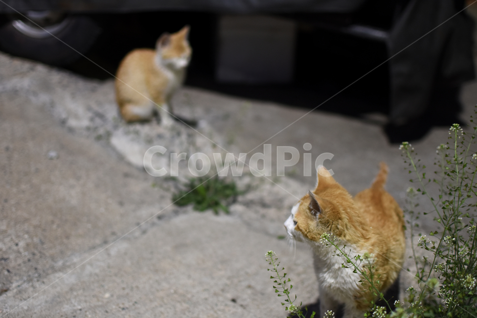 고양이,길고양이,개냥이,애완동물,반려동물,동물,animal,포유류,mammal,고양이,cat,kitten,kitty