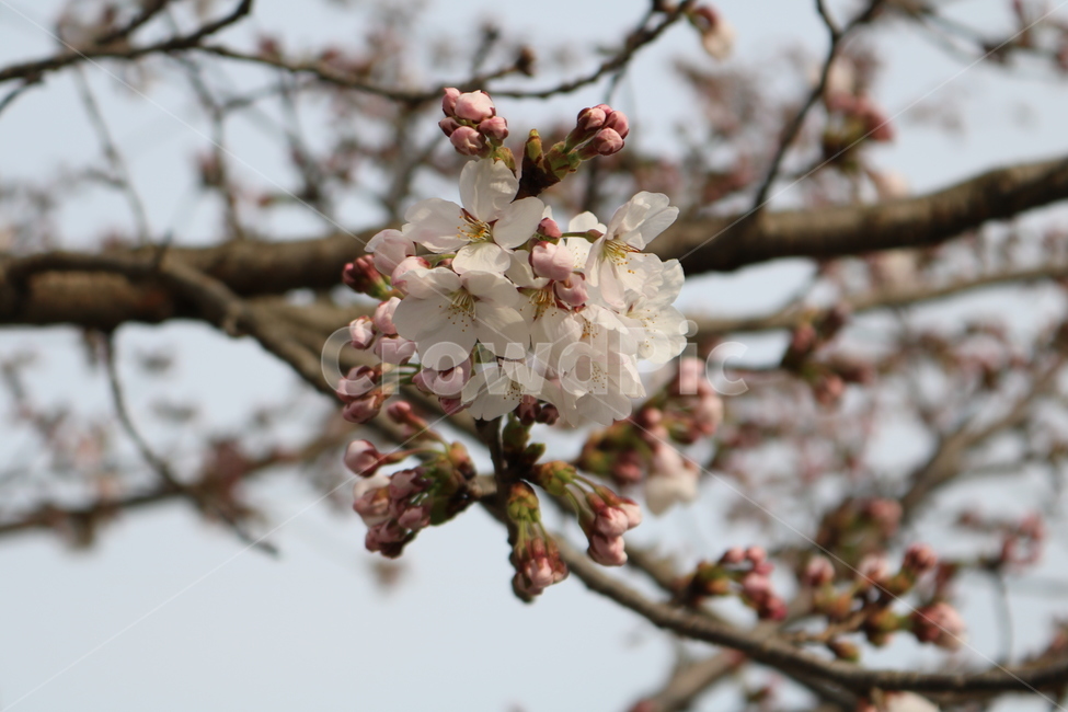 plant,식물,blossom,꽃,flower,벚꽃