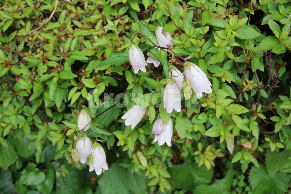 식물,꽃,초롱꽃,분홍,초록,plants,flower,pink,green,shokubutsu,hana,kikyou,pinku,midori,자연,nature,식물,자연,plants,nature,꽃,flower