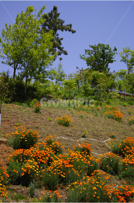 나무,하늘,꽃,꽃밭,컬러,식물,flower,color,자연,풍경,nature,landscape,outdoors,옥외,grassland,목초지,field,들,rural,농촌,farm,농장,meadow