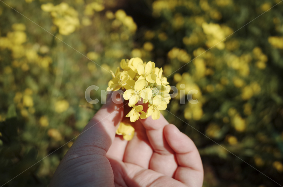 유채꽃,유채,노란꽃,봄,봄꽃,flower,yellow,spring,human,인간,person,사람,손,hand,봄,계절,spring,season