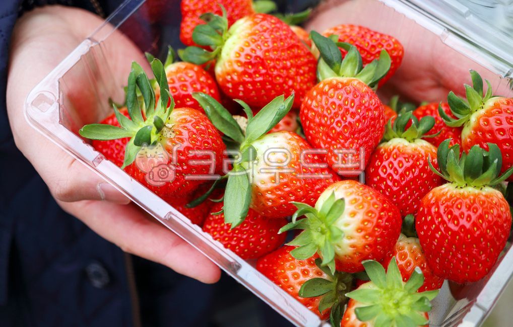 fruit,Agricultural products,High sugar content,mountainous district,fresh strawberries,spring,harvesting,strawberry picking,season,Agriculture,seedlings,Sweet and sour,kind,strawberry,delicious,food,vitamin,Farm experience,culture,Farm,plant,animated,plas
