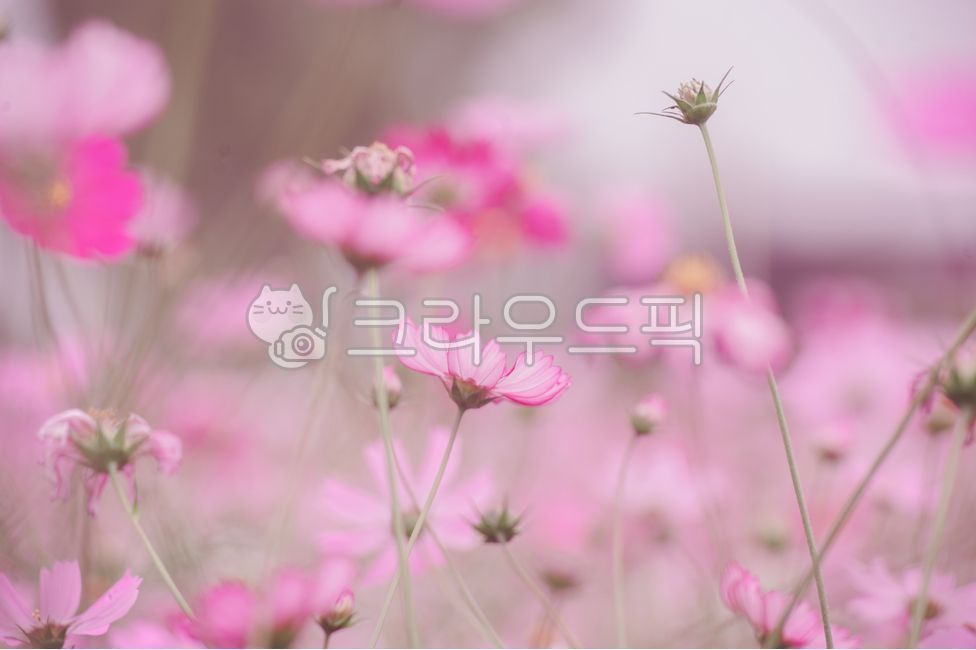 flower,꽃,petal,꽃잎,코스모스,가을,분홍꽃,가을꽃