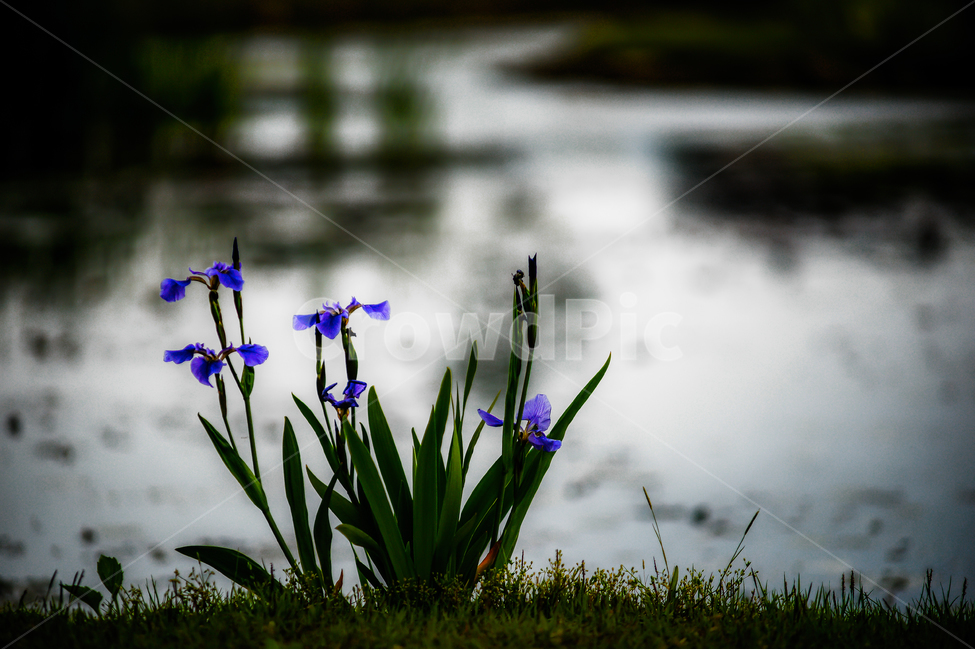 붓꽃,꽃,연못,감성,자연,식물,flower,식물,자연,plants,nature,꽃,flower