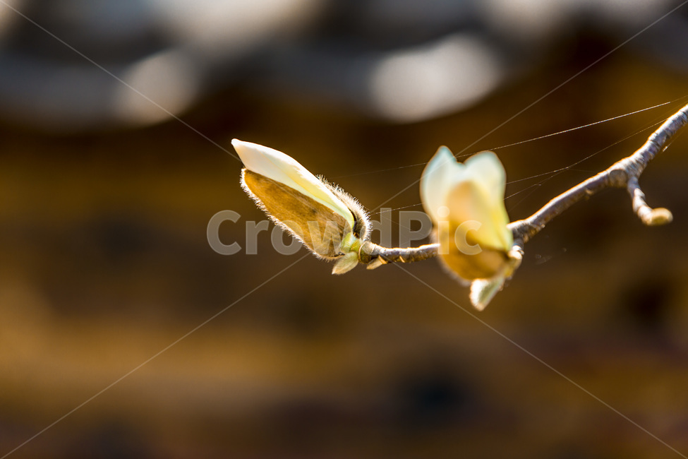 봄,꽃봉오리,목련,꽃,무늬,봄,계절,spring,season,식물,자연,plants,nature,꽃,flower,plant