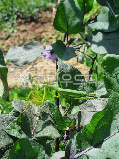 나뭇잎위사마귀,초록사마귀,풀잎위사마귀,mantis,무척추동물,invertebrate,곤충,insect,잎,leaf
