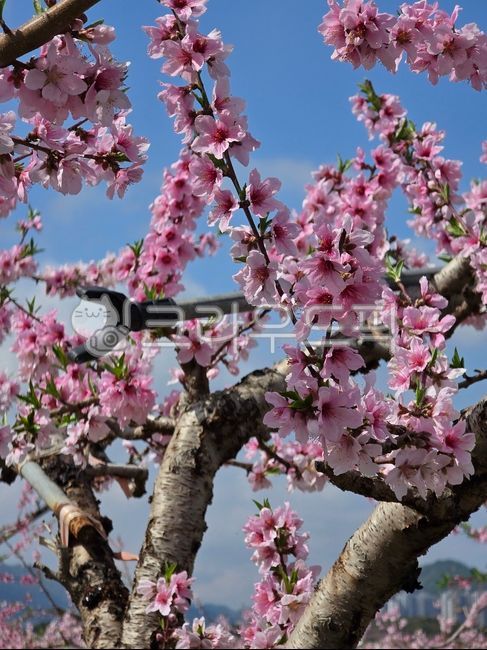 복숭아꽃,꽃,꽃나무,봄,나무