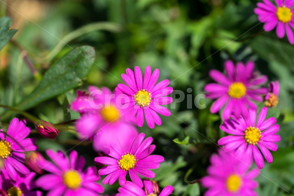 구절초,봄,꽃,식물,자연,봄꽃,근접,식물,자연,plants,nature,꽃,flower