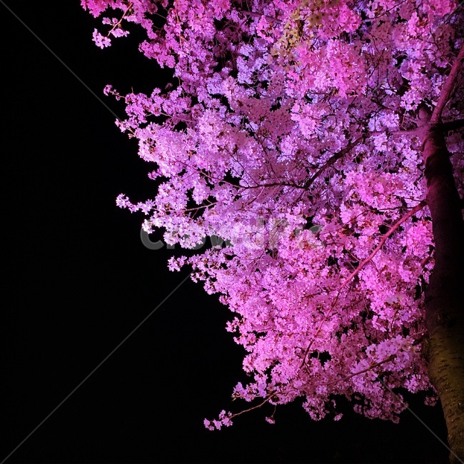 밤,벚꽃,꽃,플라워,진한핑크,분홍,핑크,감성,분홍감성,plant,식물,나무