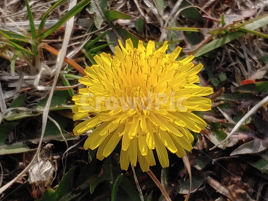 plant,식물,flower,blossom,꽃,봄