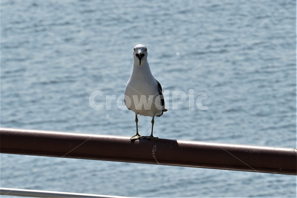 갈매기,도요목,commongull,새,조류,물새류,gull,괭이갈매기