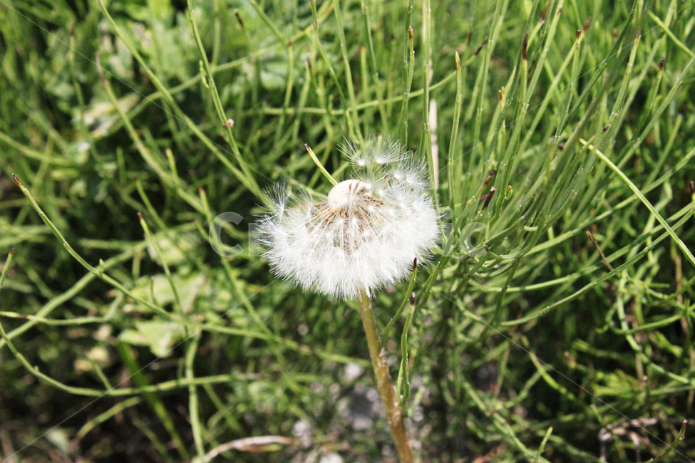 민들레홀씨,민들레,식물,풀,자연,꽃,dandelion,plant,nature