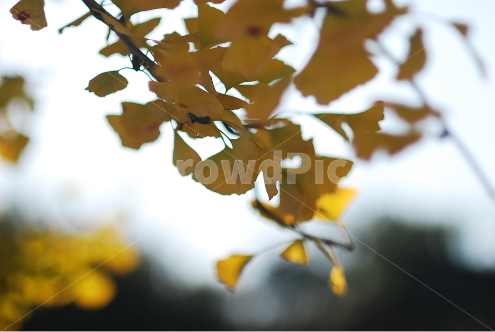 식물,잎,은행나무,은행나뭇잎,leaf,가을,계절,fall,autumn,season,식물,자연,plants,nature,plant