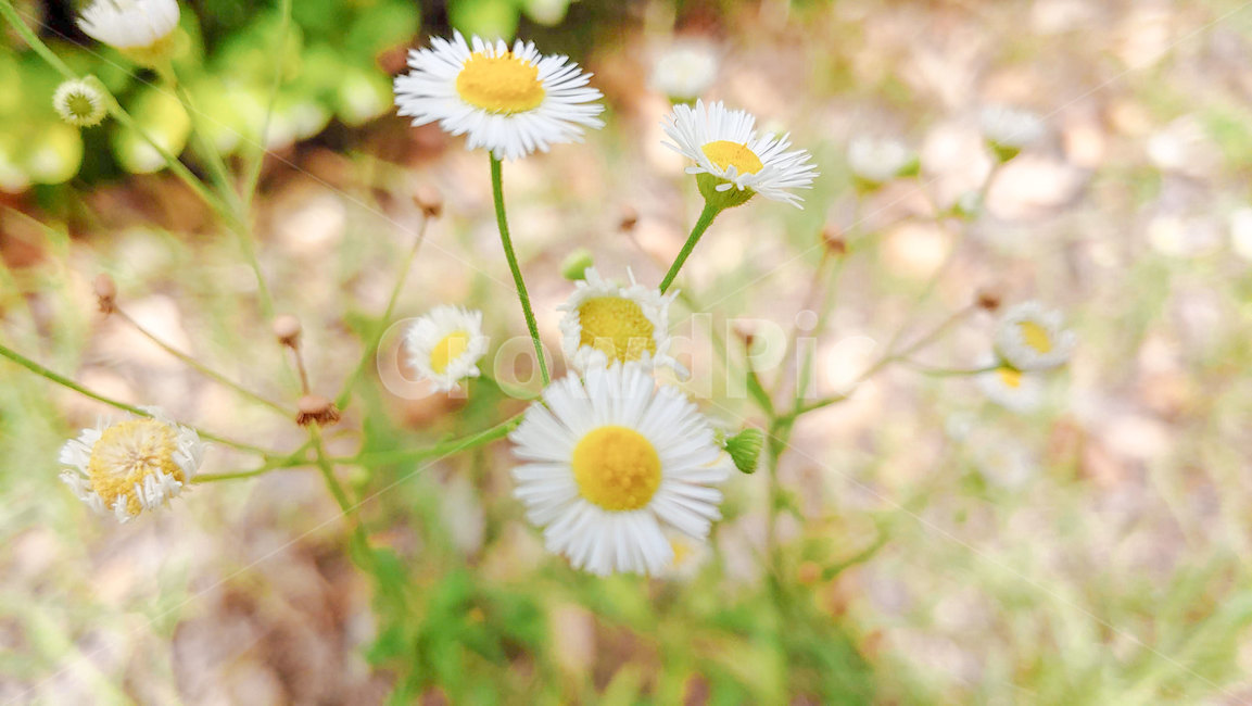 꽃,들꽃,개망초,봄꽃,야생화,길꽃,봄,여름,여름꽃,노랑꽃,흰꽃,springflower,flower,wildflower